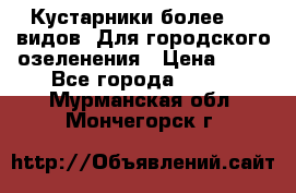 Кустарники более 100 видов. Для городского озеленения › Цена ­ 70 - Все города  »    . Мурманская обл.,Мончегорск г.